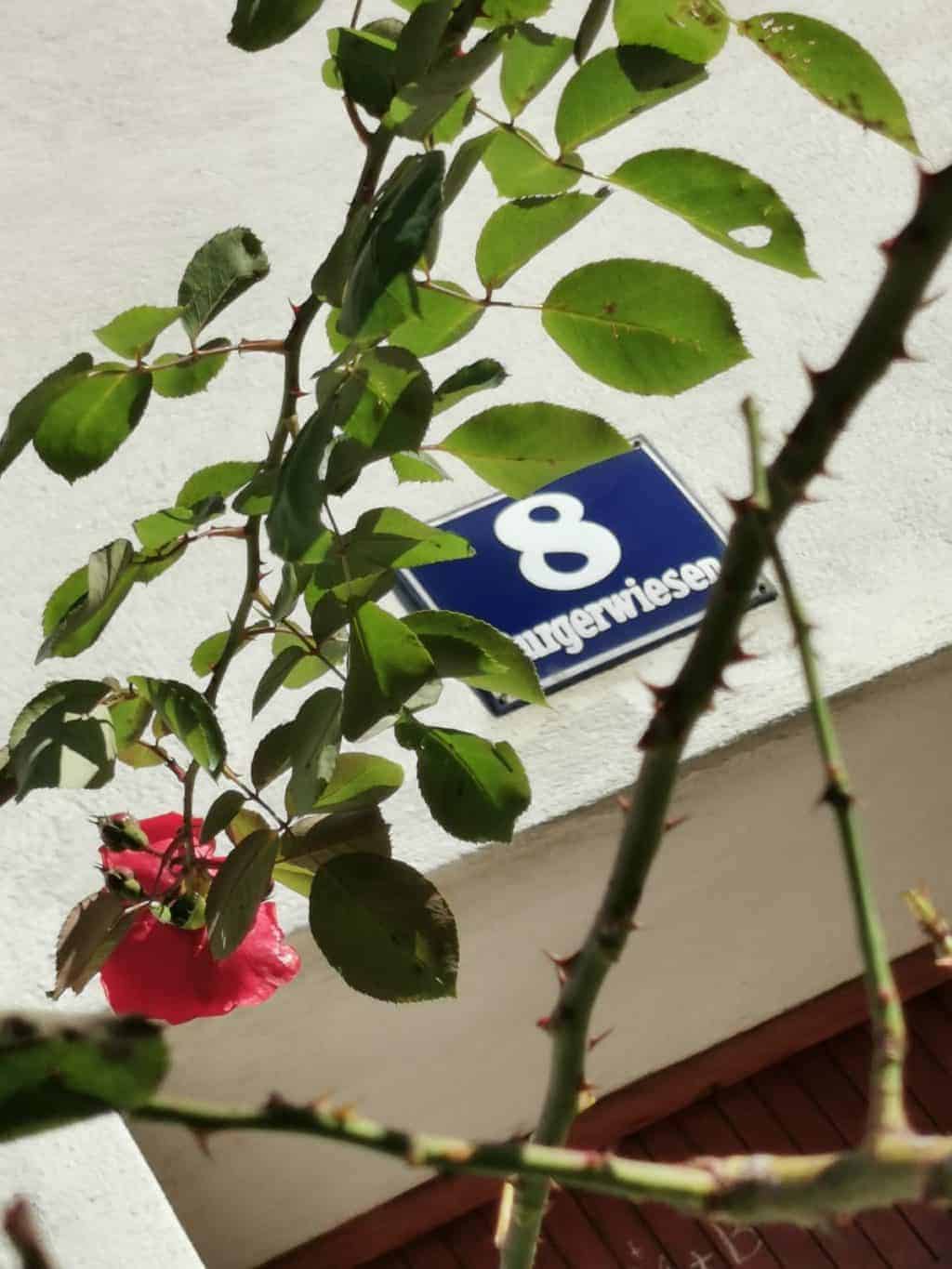 Burgerwiesen 8 grillschule 3.0