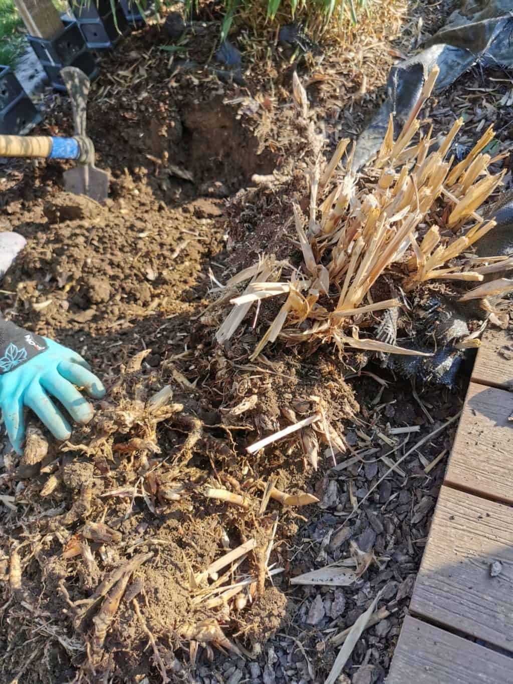 7. Tag Gartenarbeit Corona Tagebuch Bild 3