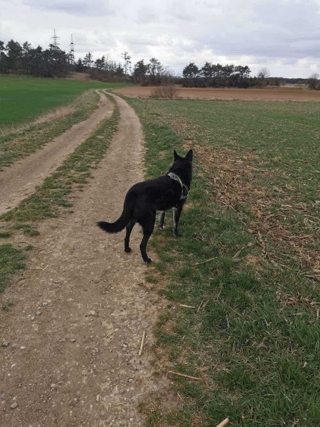 16. Tag Spaziergang Tagebuch Bild 3